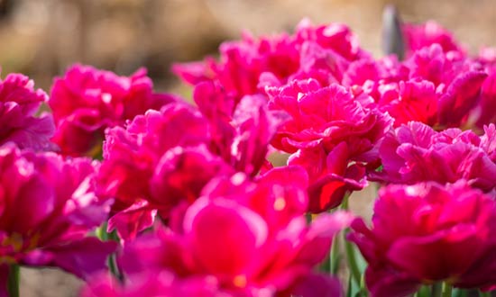 Bright pink Chato tulips.