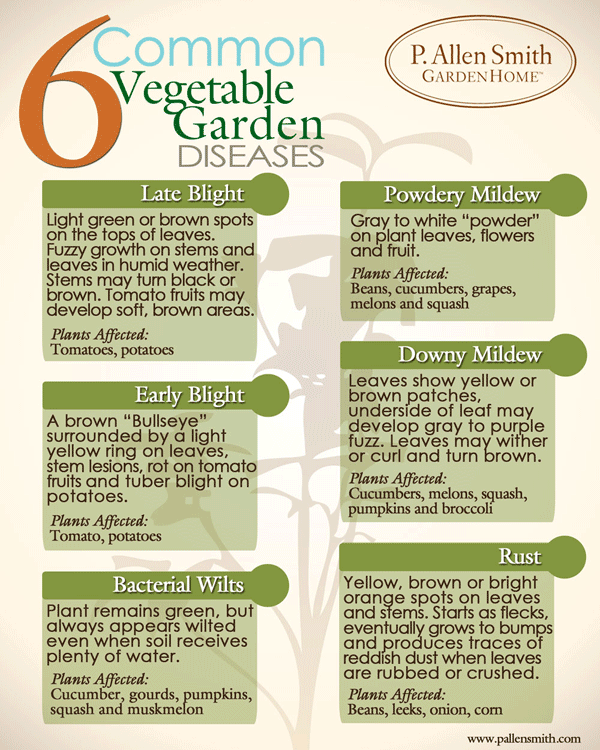 Common vegetable garden diseases