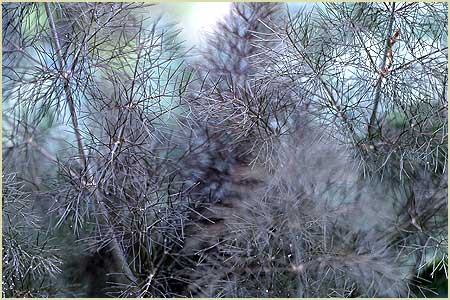 Bronze Fennel