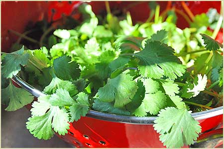 Cilantro