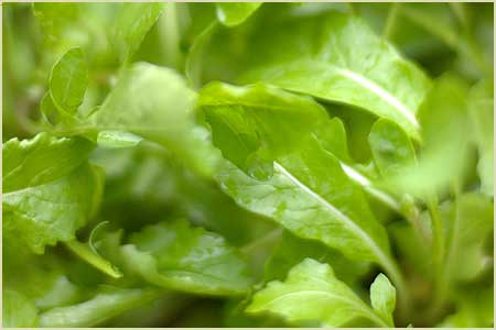 Arugula