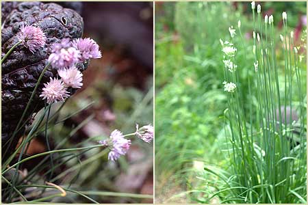 Chives and Garlic Chives