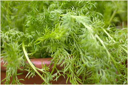 German Chamomile