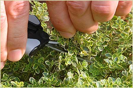 Lemon Thyme