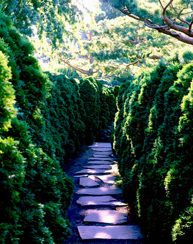 Winding path edged by tall evergreens