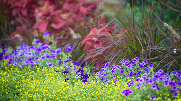 Supertunia Royal Velvet Petunias, GoldDust Mecardonia, Coleus and Purples Fountain Grass