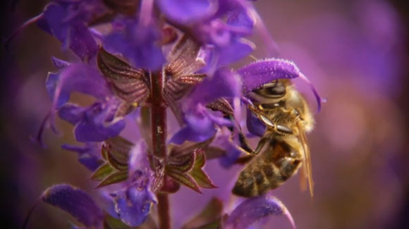 Honey bee getting nectar from a flower.