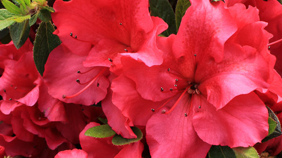 Proven Winners Bloom-A-Thon Red Reblooming Azalea shade plant grow