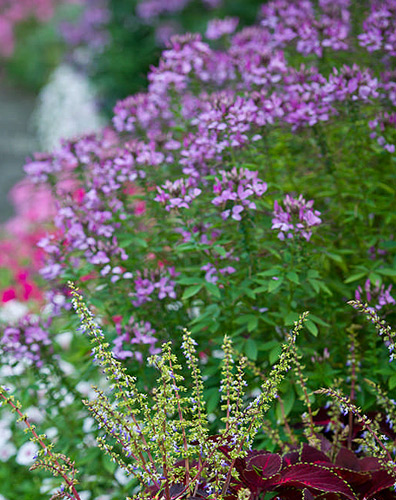 Proven Winners Senorita Rosalita Cleome