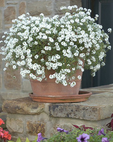Proven Winners Snow Princess Lobularia