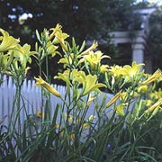 Daylily Hyperion