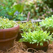 Lettuce Containers