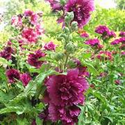 Hollyhock Queenie Purple
