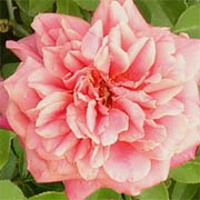 Rose Star of the Republic