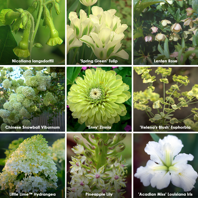 Green Up Your Garden