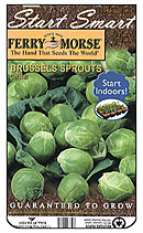Brussels Sprouts Grown from Seeds