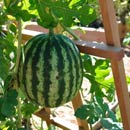 Watermelon Grown from Potted Plants
