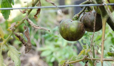 Tomato Blight