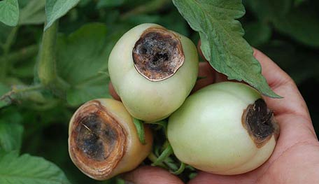 blossom end rot tomatoes