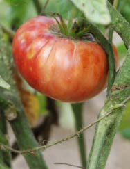 tomato sunscald