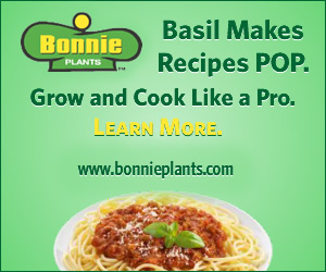 Perfect Pesto Starts with Fresh Basil