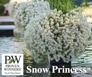 Proven Winners Snow Princess