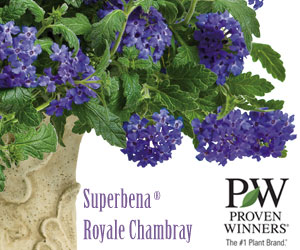 Proven Winners Royale Chambray