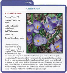 Crocuses