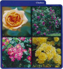 'Yellow Lady Banks'