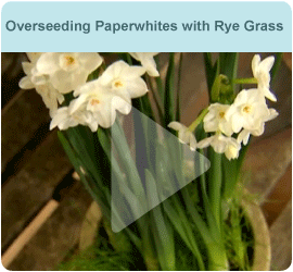 Overseeding Paperwhites with Rye Grass