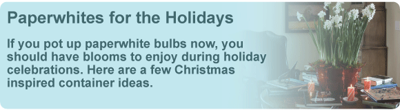 Paperwhites for the Holidays