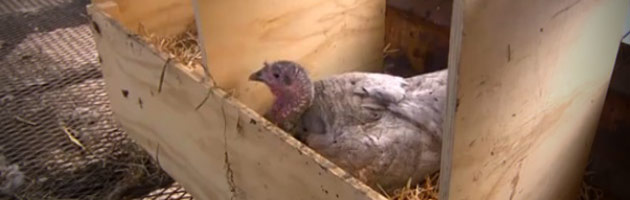 Turkey Nesting Box
