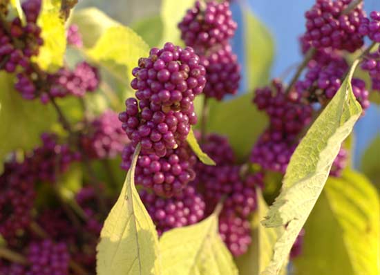 Zones 6-10; 4-6 feet tall, 4-6 feet wide; blooms in summer; yellow fall foliage paired with bright purple berries.