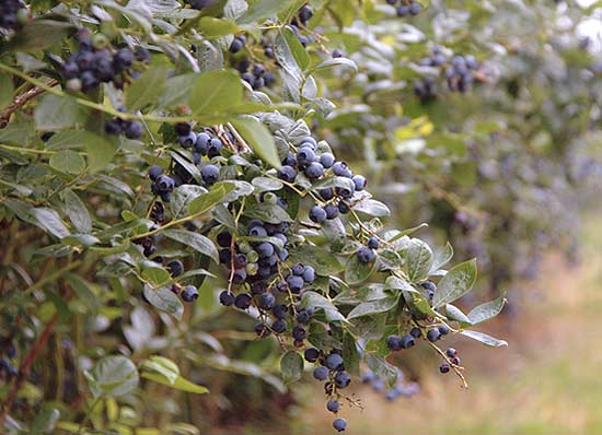 Zone hardiness and size depend on type and variety; blooms in spring with berries following; outstanding fall color on a low-maintenance shrub.