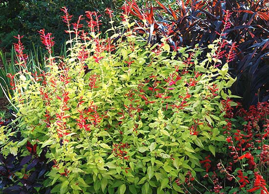 Zones 8-11; 36-48 inches tall, 24-36 inches wide; flowers late summer into fall; pineapple-scented leaves are edible.