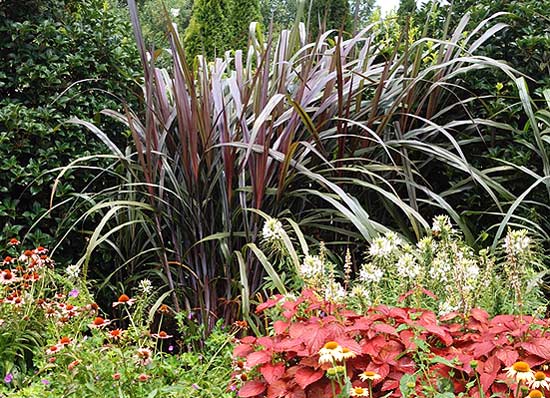 Zones 8-11; 60-72 inches tall, 24-36 inches wide; excellent for fall arrangements.