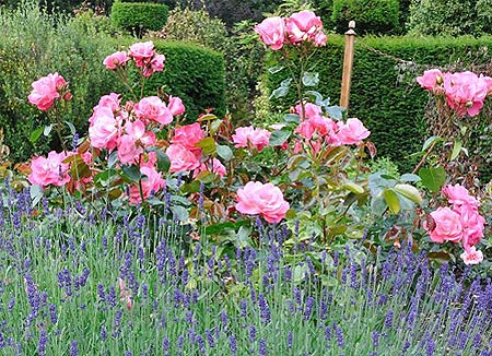 Roses and lavender are a classic. Arley Hall gardens.