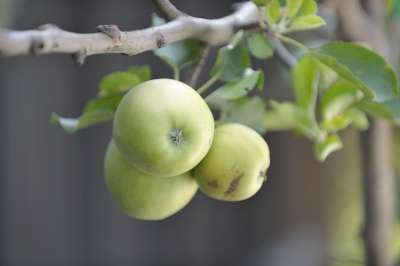 101011Apples