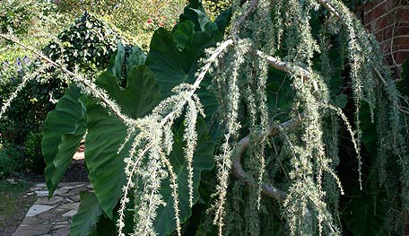 BlueAtlasHY Blue Atlas Cedar - Photo Courtesy of Helen Yoest