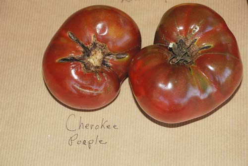 CherokeePurple