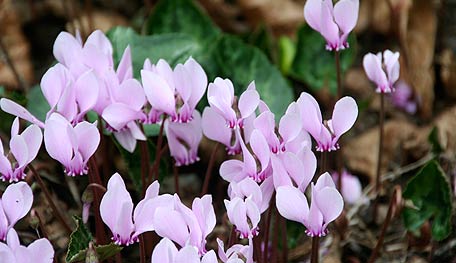 CyclamenHY Hardy Cyclamen - Photo Courtesy of Helen Yoest