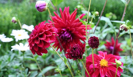 DahliaHY Dahlias - Photo Courtesy of Helen Yoest