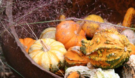 Gourds and Mini Pumpkins - Photo Courtesy of Helen Yoest