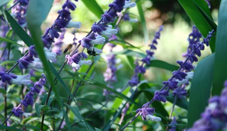 MexSalviaHY Mexican Sage (Salvia leucantha) - Photo Courtesy of Helen Yoest