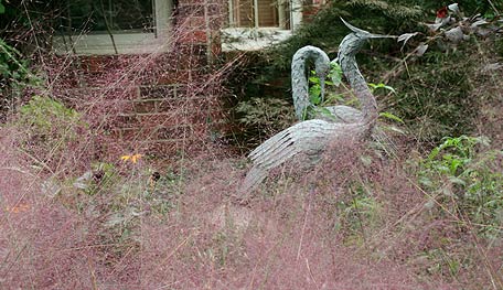 MuhlyGrassHY Muhly Grass (Muhlenbergia capillaris) - Photo Courtesy of Helen Yoest