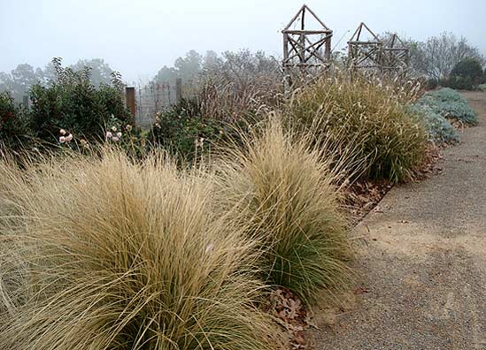 20120123_WinterGrass I leave ornamental grasses uncut through winter for texture and wildlife. I'll cut them back in early February.
