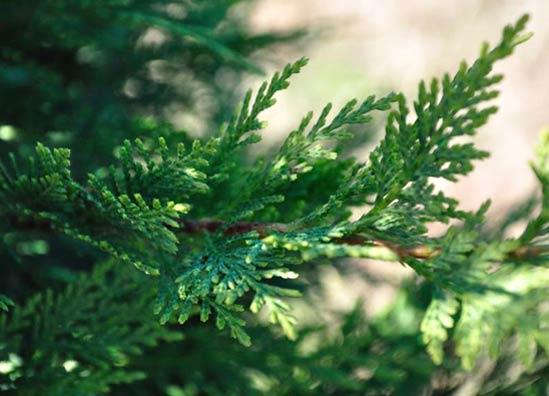 20120123_evergreen Arborvitae offers color throughout winter.