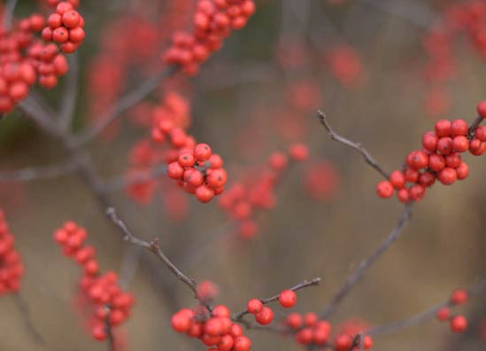 20120123_ilexD One of my favorite winter shrubs is Ilex decidua, a deciduous holly.
