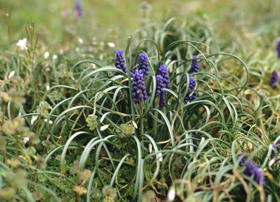 20120130_Muscari Grape hyacinths (Muscari armeniacum) naturalize readily.