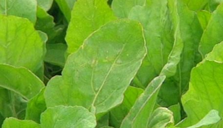20120220Arugula